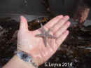 Sand Star