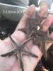 Sand Stars