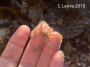 Reticulated Brittle Star