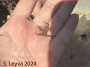 Reticulated Brittle Star