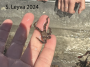 Reticulated Brittle Star