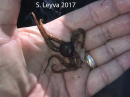 Reticulated Brittle Star