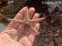 Sand Star