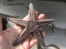 Spiny Sand Star
