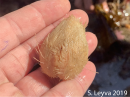 Heart Urchin