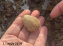 Heart Urchin