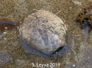 Heart Urchin