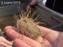 Heart Urchin