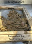 Heart Urchins bury into the sand for protection from predators.