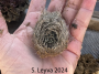 Heart Urchin (bottom)