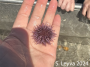Purple Urchin
