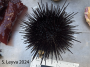 Red Urchin