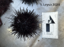Red Urchin
