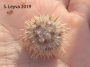 White Urchin
