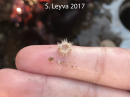 White Urchin