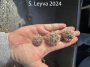 White Urchins