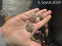 White Urchins