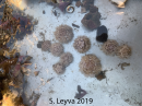 Several white urchins