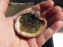 Whelk eggs that had been laid inside a large clamshell
