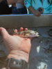 Barred Sand Bass