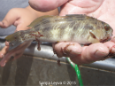 Barred Sea Bass
