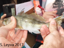 Barred Sand Bass