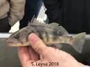 Barred Sand Bass
