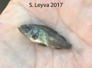 Black Rockfish
