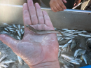 California Lizardfish (Synodus luciocepsis)
