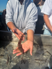 California Lizardfish