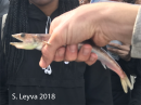Lizardfish