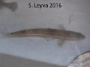 Lizardfish