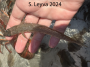 Lizardfish