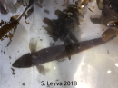 Lizardfish