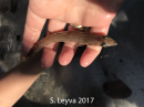 Lizardfish (top)