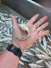Midshipman (Porichthys notatus) underside - note the photophores!