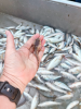Midshipman (Porichthys notatus)