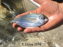 Pacific Moon Fish