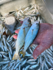 Left:  White Croaker (Genyonemus lineatus);  Right:  Queenfish (Seriphus politus)