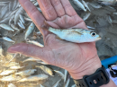 Salema (Xenistius californiensis)