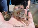 Scorpionfish