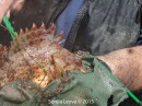 Scorpionfish