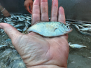 Shiner Perch (Cymatogaster aggregata)