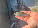 Shiner Perch