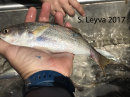White Croaker