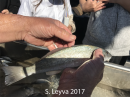 White Croaker