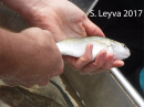 White Croaker