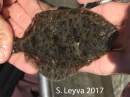 Halibut