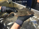 Halibut
