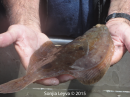 Fantail Sole